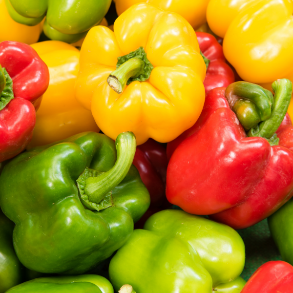 The best Tips and Information for easily Planting and Growing Bell Peppers in your own garden or greenhouse.