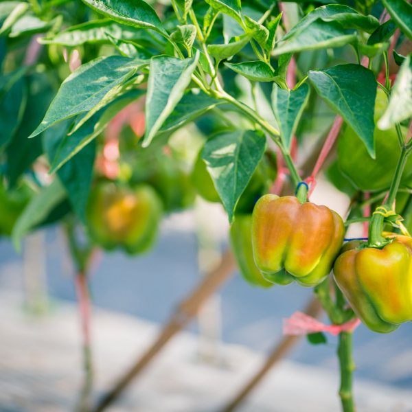 The best Tips and Information for easily Planting and Growing Bell Peppers in your own garden or greenhouse.