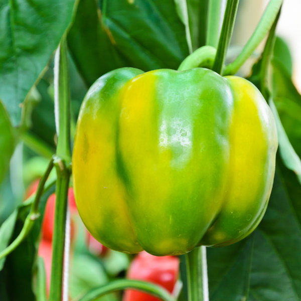 The best Tips and Information for easily Planting and Growing Bell Peppers in your own garden or greenhouse.