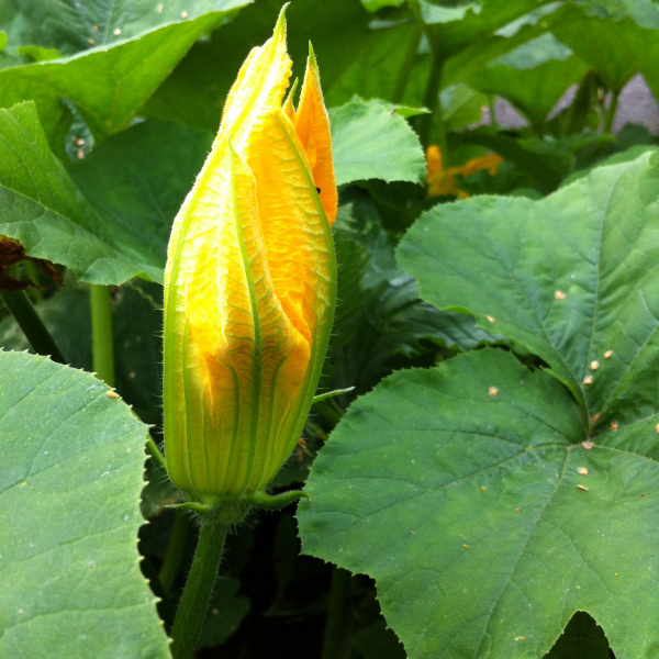Tips and Information for Planting and Growing Pumpkins in your garden or greenhouse.