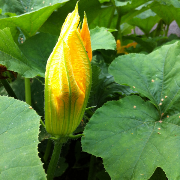 Tips and Information for Planting and Growing Pumpkins in your garden or greenhouse. 