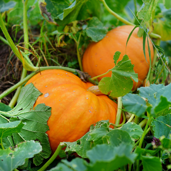 Tips and Information for Planting and Growing Pumpkins in your garden or greenhouse.