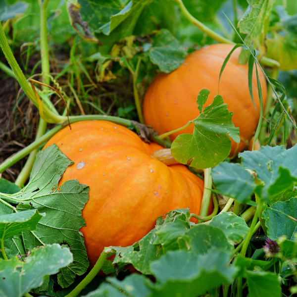 Tips and Information for Planting and Growing Pumpkins in your garden or greenhouse. 