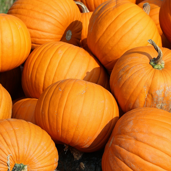 Tips and Information for Planting and Growing Pumpkins in your garden or greenhouse.