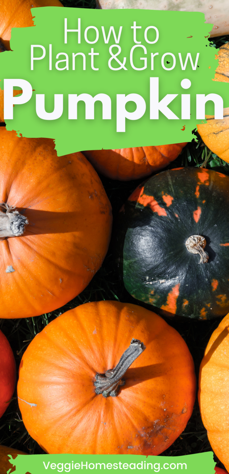Planting & Growing Pumpkins Veggie Homesteading